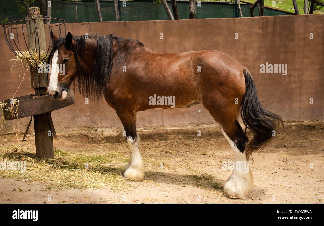 Cheval brun dans son enclos se nourrissant de foin. Banque D'Images