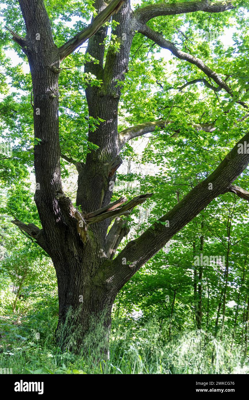 Alter Baumbestand im Schlosspark von Thürmsdorf, Struppen, Sächsische Schweiz, Sachsen, Deutschland *** vieux arbres dans le parc du château de Thürmsdorf, St. Banque D'Images
