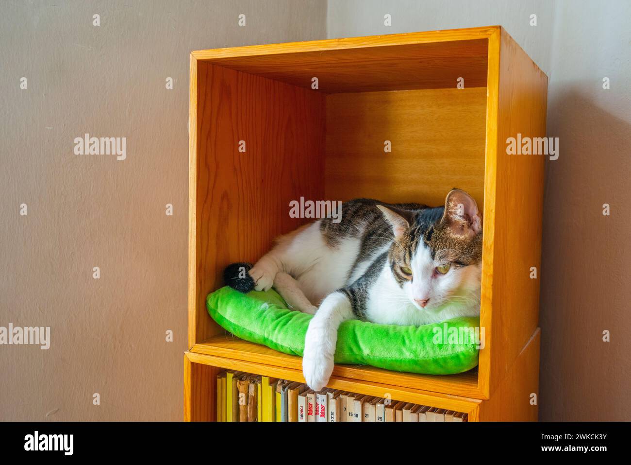Tabby et chat blanc couché à l'intérieur d'une unité carrée. Banque D'Images