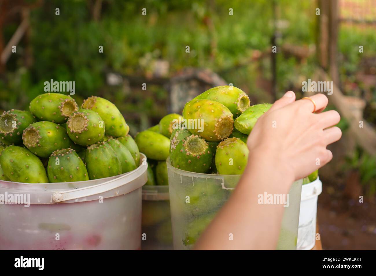 Une personne tient un seau rempli à ras bord avec des fruits de poire de barbarie mûre, leur main serrant fermement la poignée. Banque D'Images