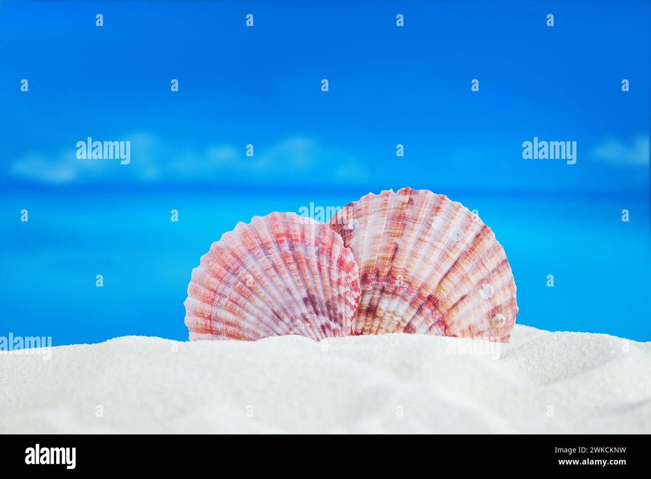 Coquillages roses de mer sur la plage de sable, derrière la mer. Concept de vacances, voyage dans les pays chauds. Coeur de vacances. Copier l'espace Banque D'Images