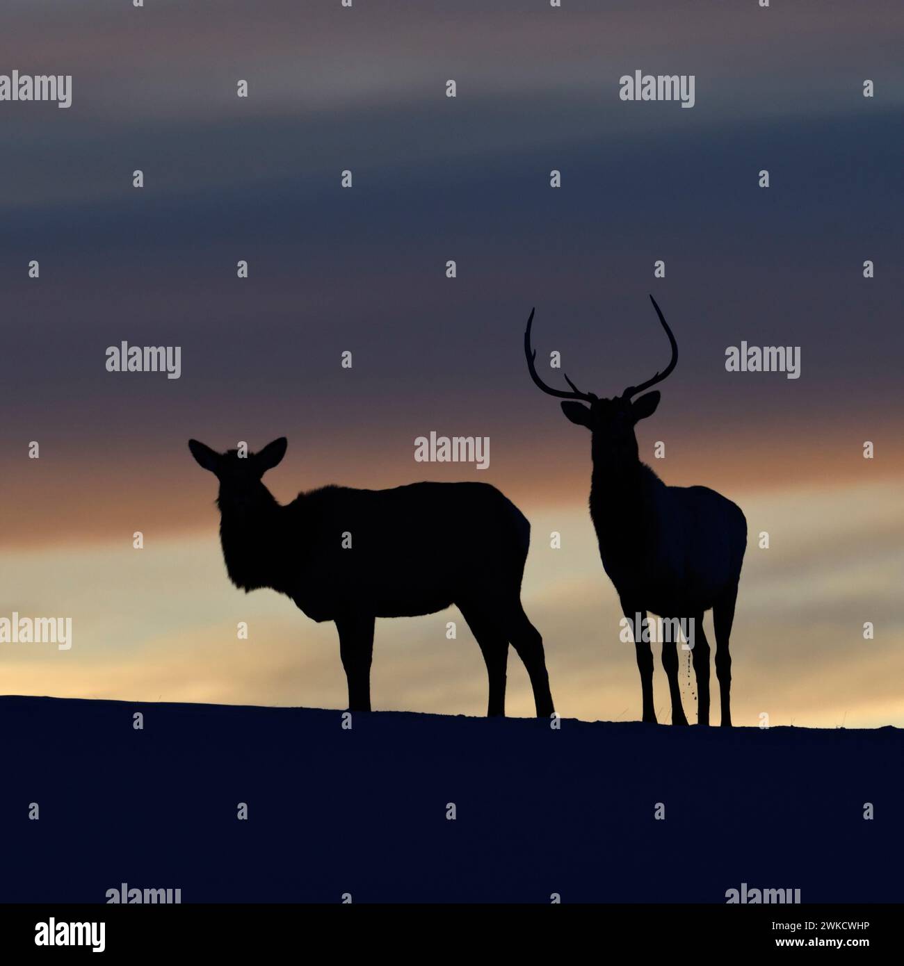 Elks / Wapitis ( Cervus canadensis ), paire en hiver, debout sur une petite colline, à genoux, silhouetté contre un beau ciel du soir, prise de vue en contre-jour, Yellowst Banque D'Images