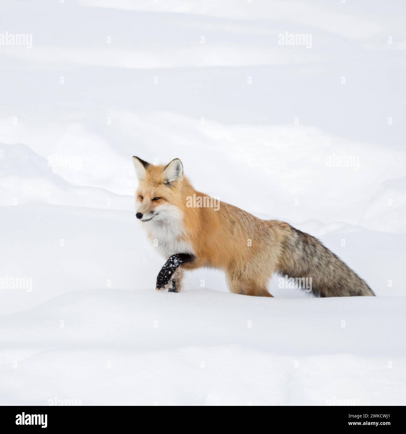 American Red Fox (Vulpes vulpes fulva ) en hiver, la course dans la neige profonde, NP Yellowstone, Wyoming, USA. Banque D'Images