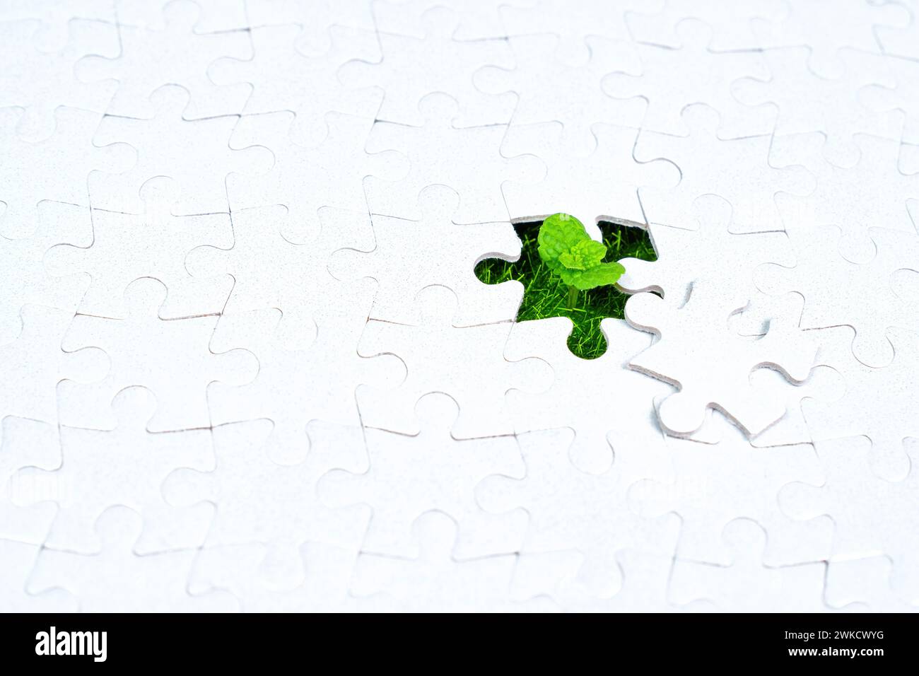 Jeune plante pousse à travers un puzzle. Ressource éducative sur la croissance ou les cycles de vie des plantes. Banque D'Images