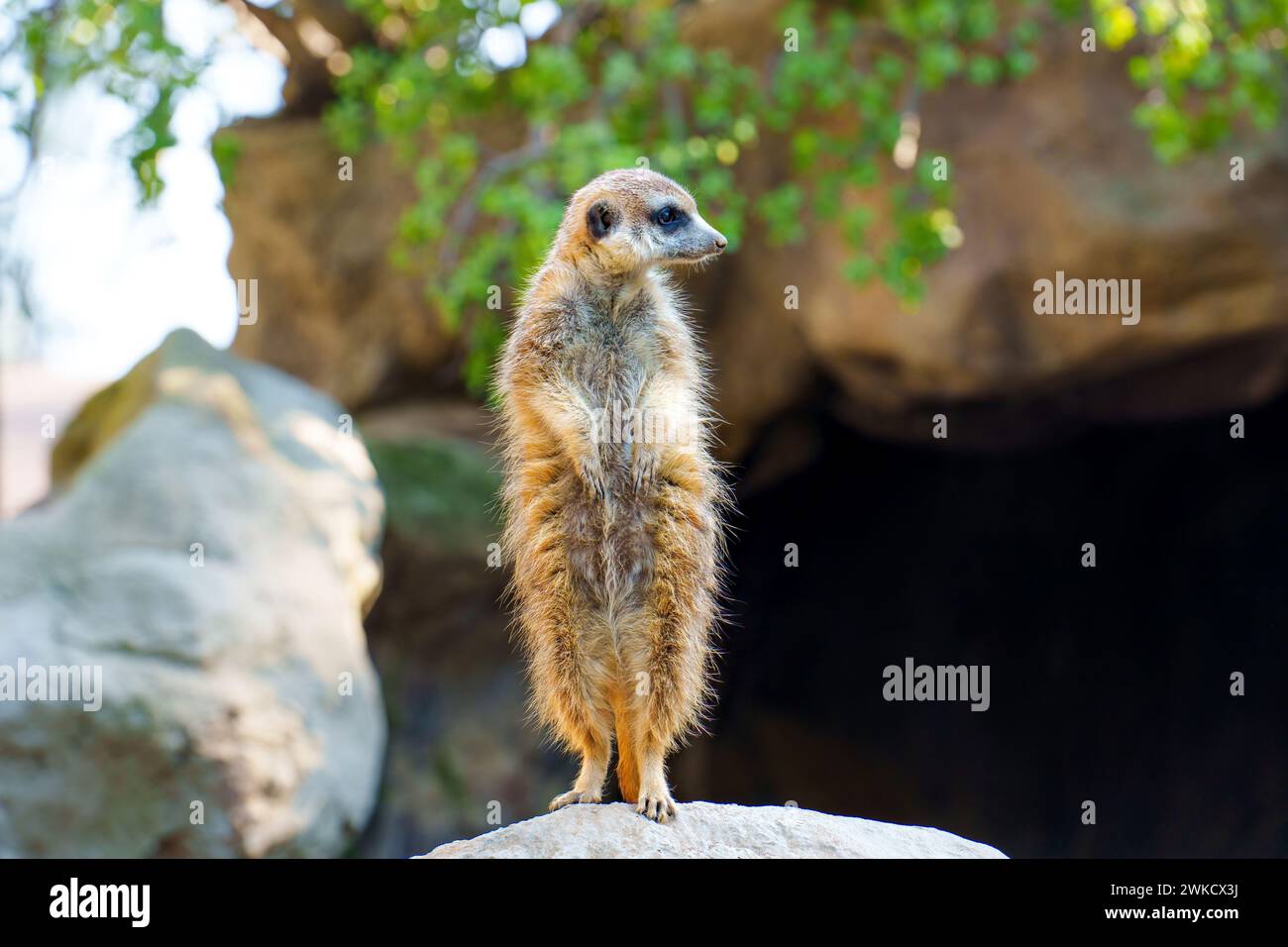 Vue rapprochée d'une suricate d'alerte debout sur un rocher, regardant attentivement vers l'avant dans son habitat naturel. Banque D'Images
