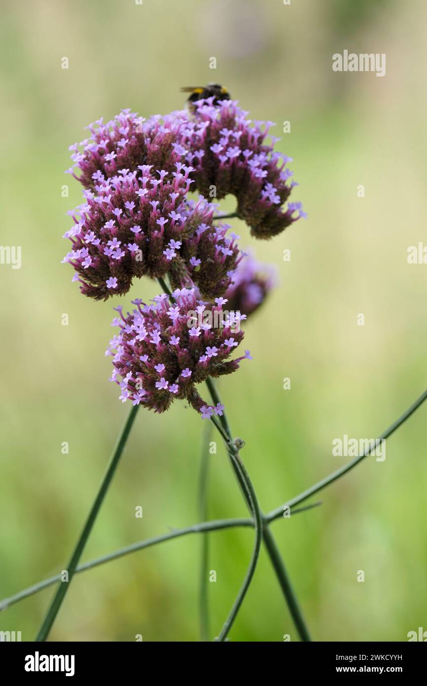 Verveine bonariensis, verveine pourpre, verveine haute, têtes aplaties de fleurs violettes lavande vives Banque D'Images