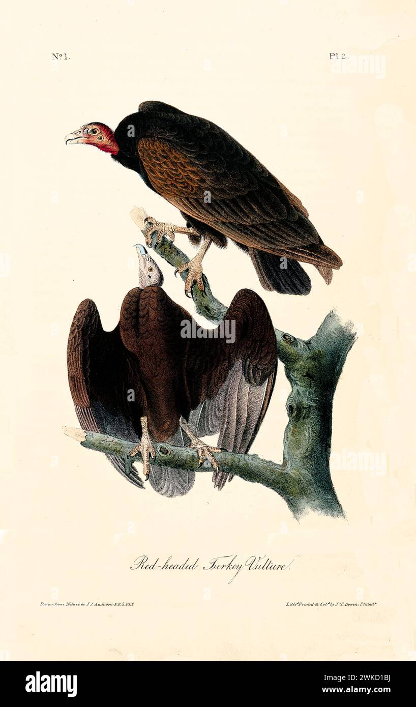 Ancienne illustration gravée d'un vautour de dinde à tête rouge (Cathartes aura). Créé par J.J. Audubon : Birds of America, Philadelphie, 1840. Banque D'Images