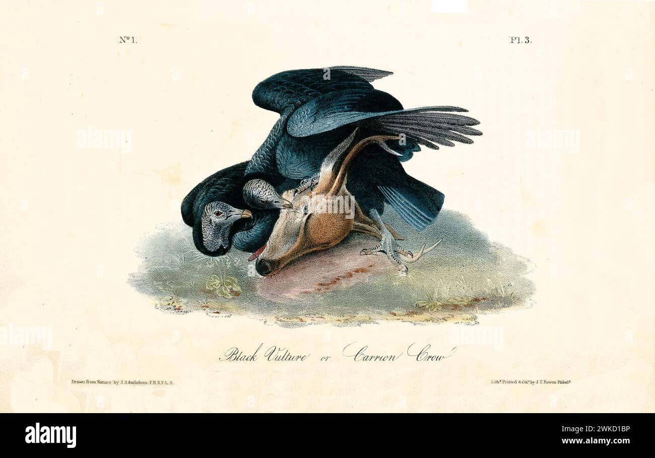 Ancienne illustration gravée du vautour noir (Coragyps atratus). Créé par J.J. Audubon : Birds of America, Philadelphie, 1840 Banque D'Images