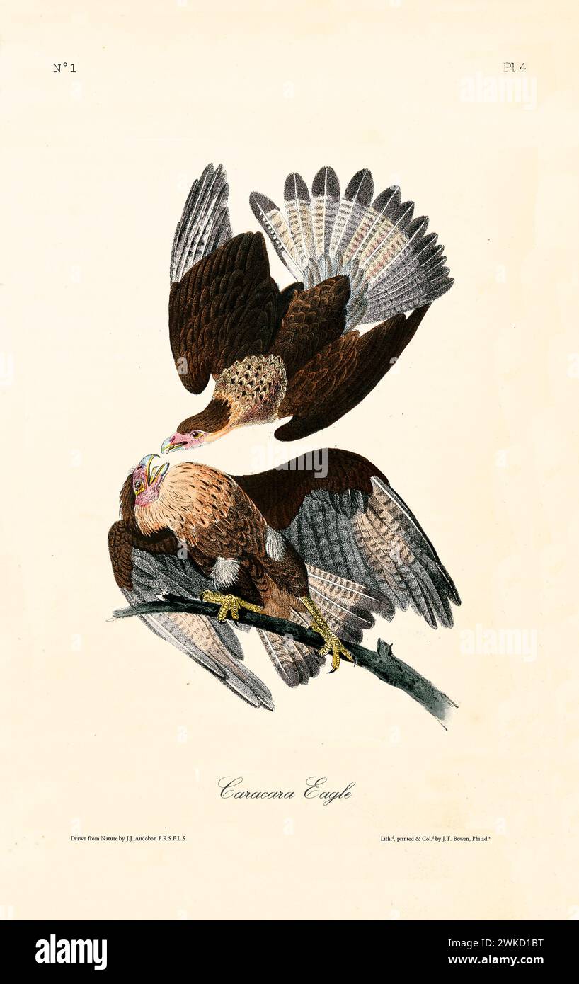 Illustration ancienne gravée de l'aigle de Caracara (Caracara plancus). Créé par J.J. Audubon : Birds of America, Philadelphie, 1840 Banque D'Images