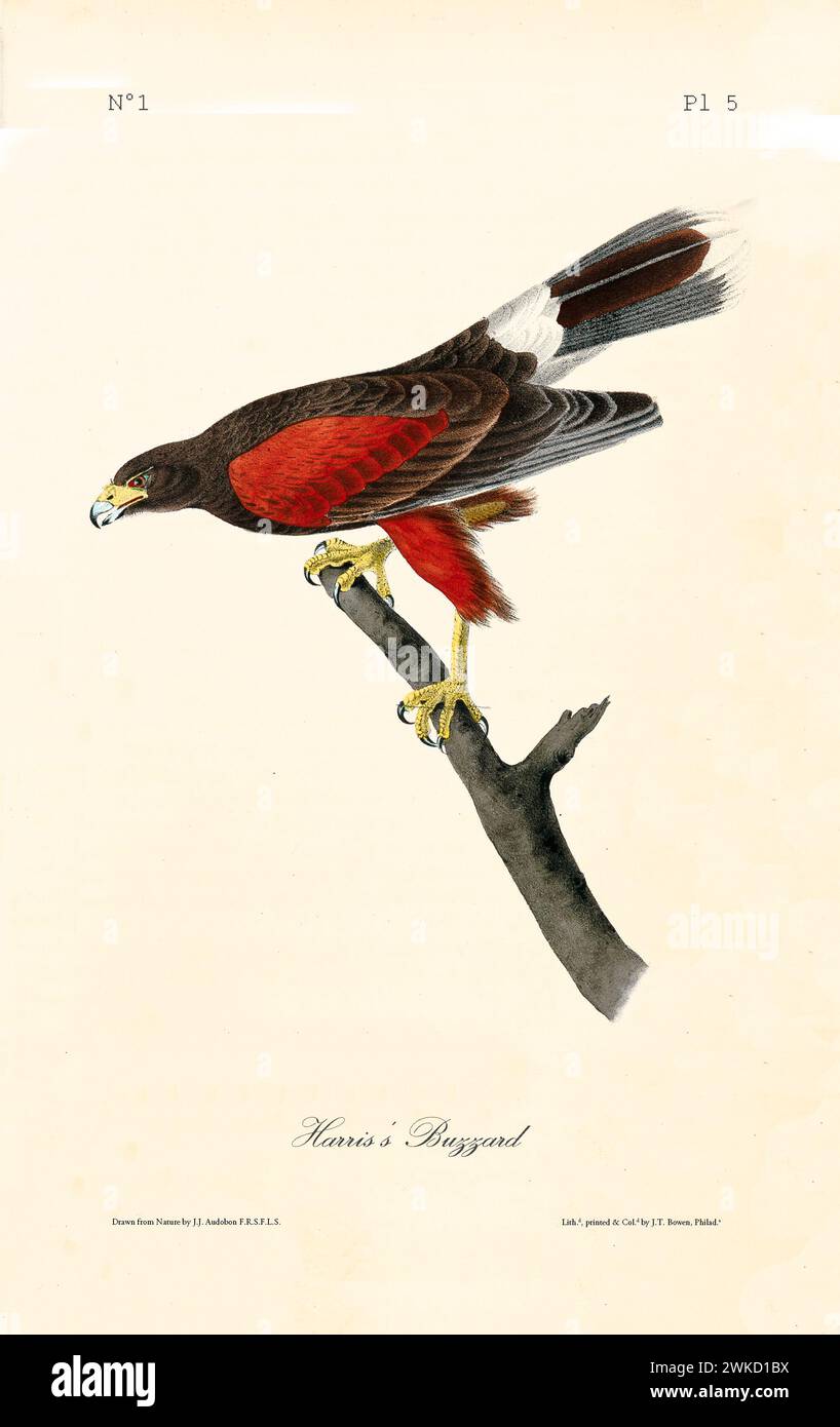 Ancienne illustration gravée de la bourdonnère de Harris (Parabuteo unicintus, également connu sous le nom de Harry,s faucon). Par J.J. Audubon : Birds of America, Philadelphie, 1840 Banque D'Images