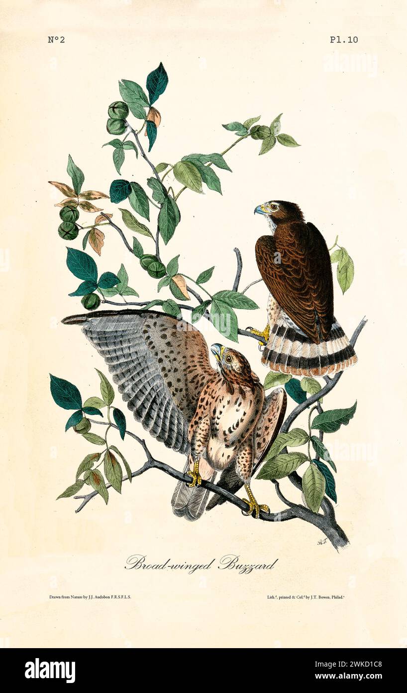 Buteo platypterus, également connu sous le nom de faucon à larges ailes. Créé par J.J. Audubon : Birds of America, Philadelphie, 1840 Banque D'Images
