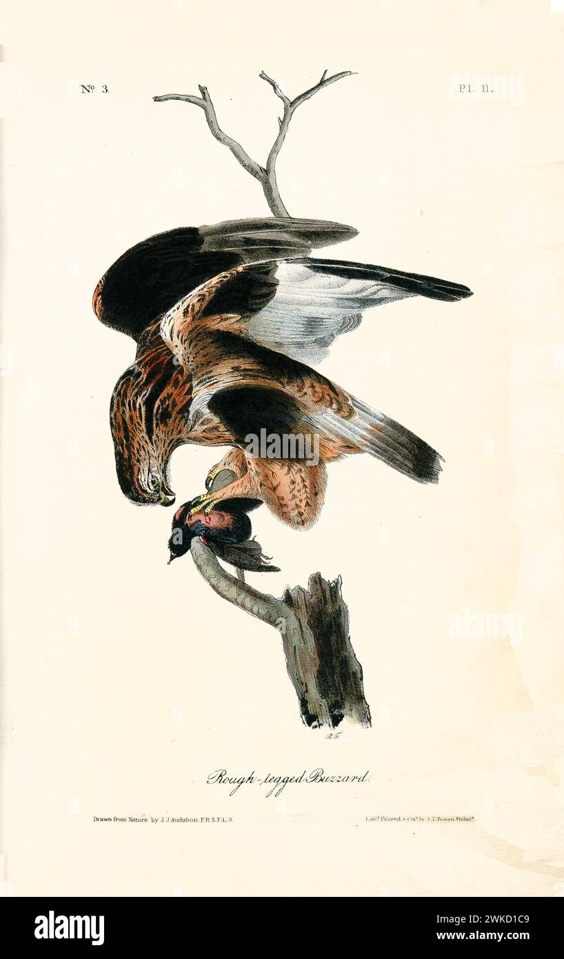 Buzzard à pattes rugueuses (Buteo lagopus, également connu sous le nom de buzzard à pattes rugueuses). Créé par J.J. Audubon : Birds of America, Philadelphie, 1840 Banque D'Images