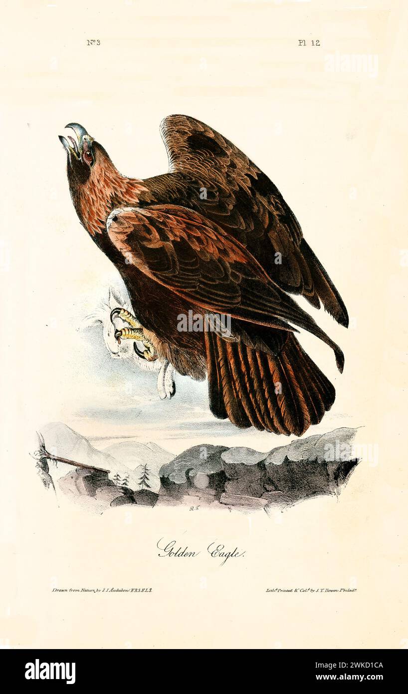 Ancienne illustration gravée de l'aigle doré (Aquila chrysaetos). Créé par J.J. Audubon : Birds of America, Philadelphie, 1840 Banque D'Images