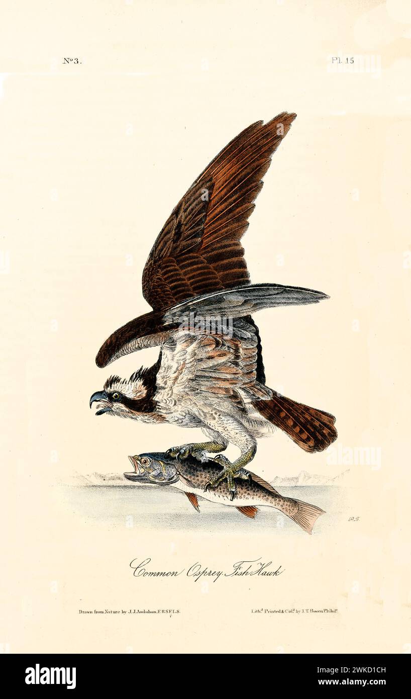 Illustration ancienne gravée de balbuzard ou faucon de poisson (Pandion haliaetus). Créé par J.J. Audubon : Birds of America, Philadelphie, 1840 Banque D'Images