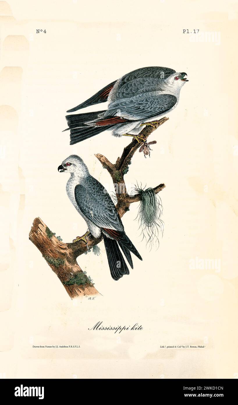 Ancienne illustration gravée du cerf-volant du Mississippi (Ictinia mississippiensis). Créé par J.J. Audubon : Birds of America, Philadelphie, 1840 Banque D'Images