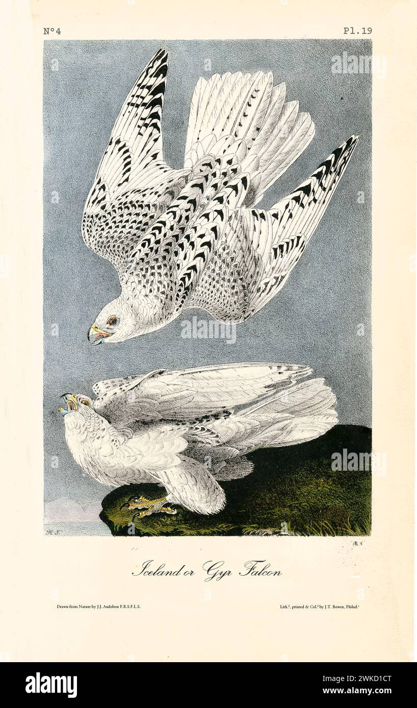 Islande ou Falcon Gyr (Falco rusticolus, également connu sous le nom de Gyrfalcon). Créé par J.J. Audubon : Birds of America, Philadelphie, 1840 Banque D'Images