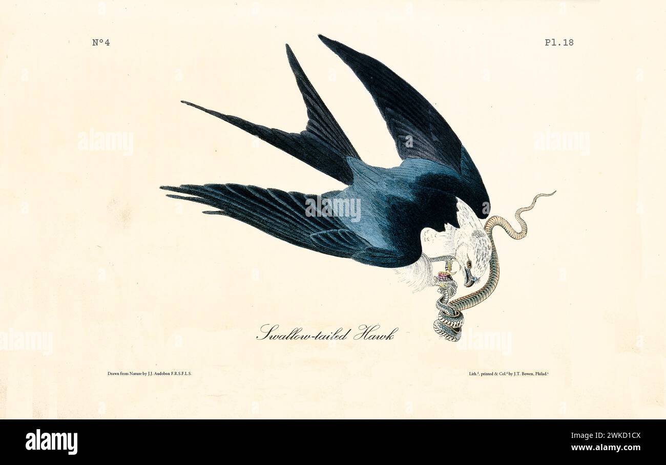 Ancienne illustration gravée d'un cerf-volant à queue d'hirondelle (Elanoides forficatus). Créé par J.J. Audubon : Birds of America, Philadelphie, 1840 Banque D'Images
