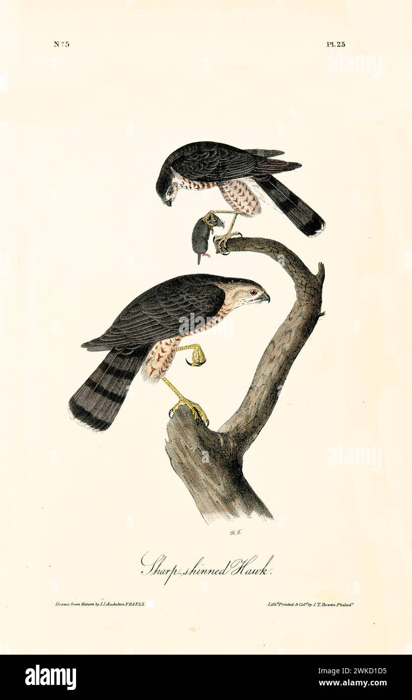 Ancienne illustration gravée d'un faucon à tête pointue (Accipiter striatus). Créé par J.J. Audubon : Birds of America, Philadelphie, 1840 Banque D'Images