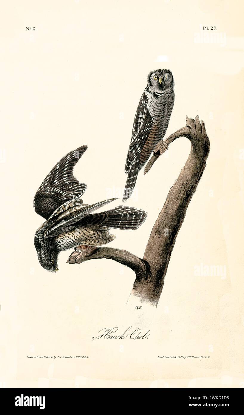 Ancienne illustration gravée de Hawk Owl (Surnia ulula). Créé par J.J. Audubon : Birds of America, Philadelphie, 1840 Banque D'Images