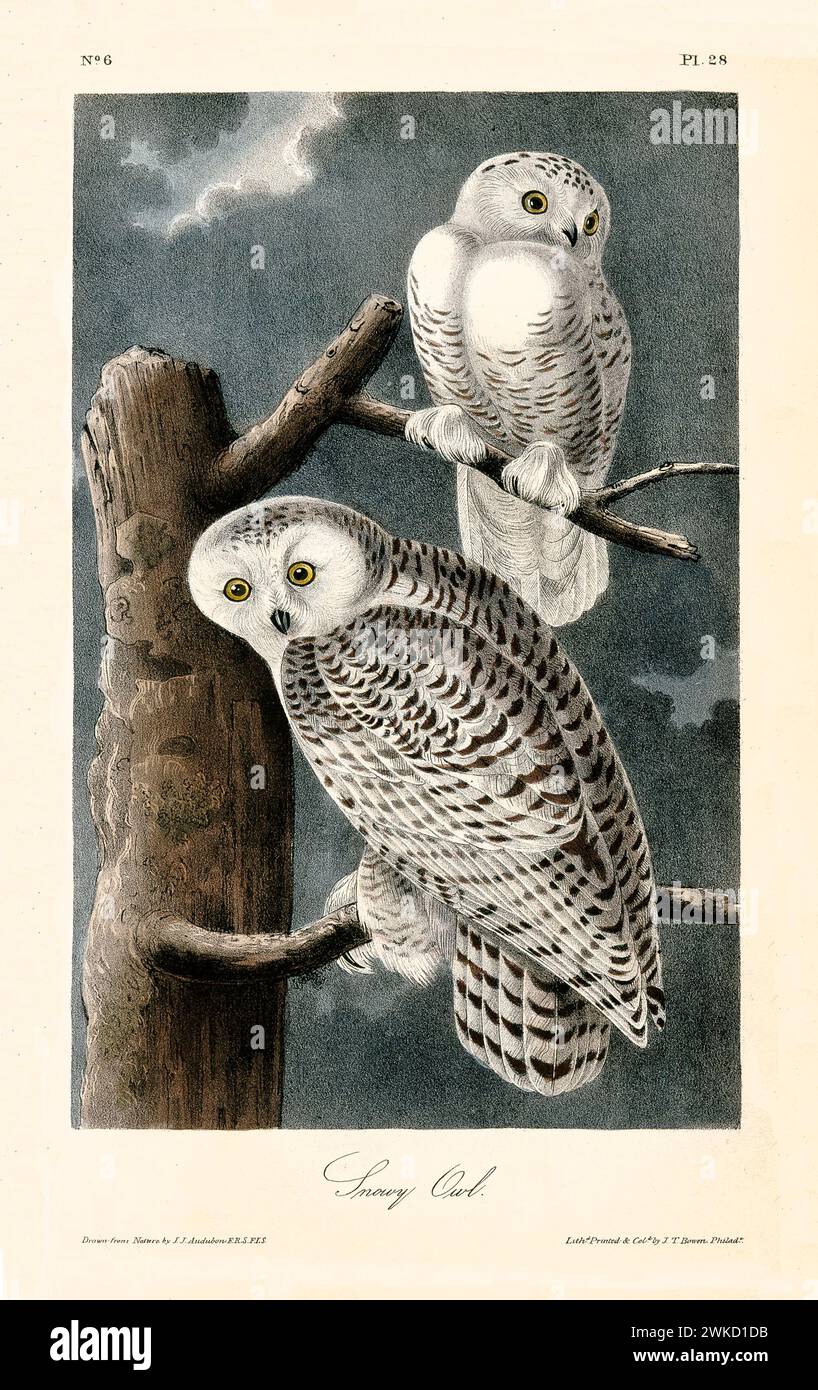 Illustration ancienne gravée de la chouette des neiges (Bubo scandiacus). Créé par J.J. Audubon : Birds of America, Philadelphie, 1840 Banque D'Images