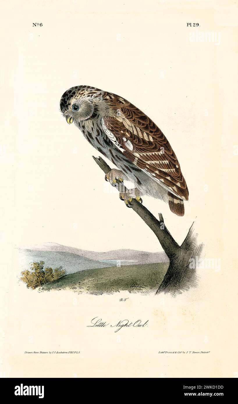 Ancienne illustration gravée de la petite chouette de nuit (Athene noctua). Créé par J.J. Audubon : Birds of America, Philadelphie, 1840 Banque D'Images