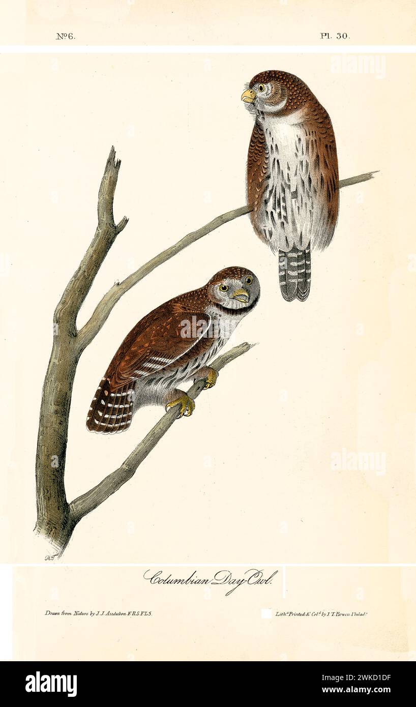 Ancienne illustration gravée du hibou colombien (Athene cunicularia). Créé par J.J. Audubon : Birds of America, Philadelphie, 1840 Banque D'Images