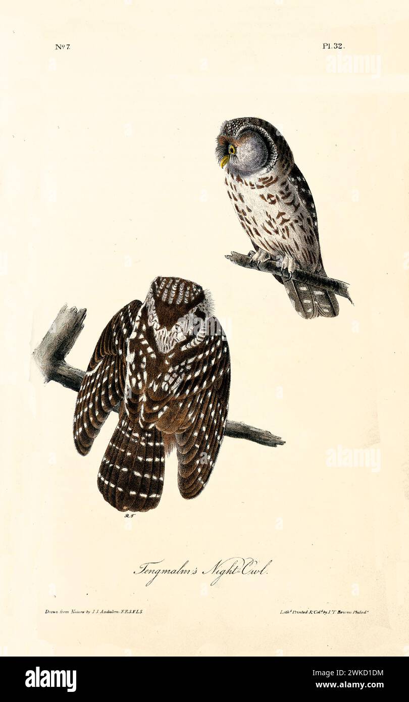 Le hibou de Telgman (Aegolius funereus, également connu sous le nom de hibou boréal). Créé par J.J. Audubon : Birds of America, Philadelphie, 1840 Banque D'Images