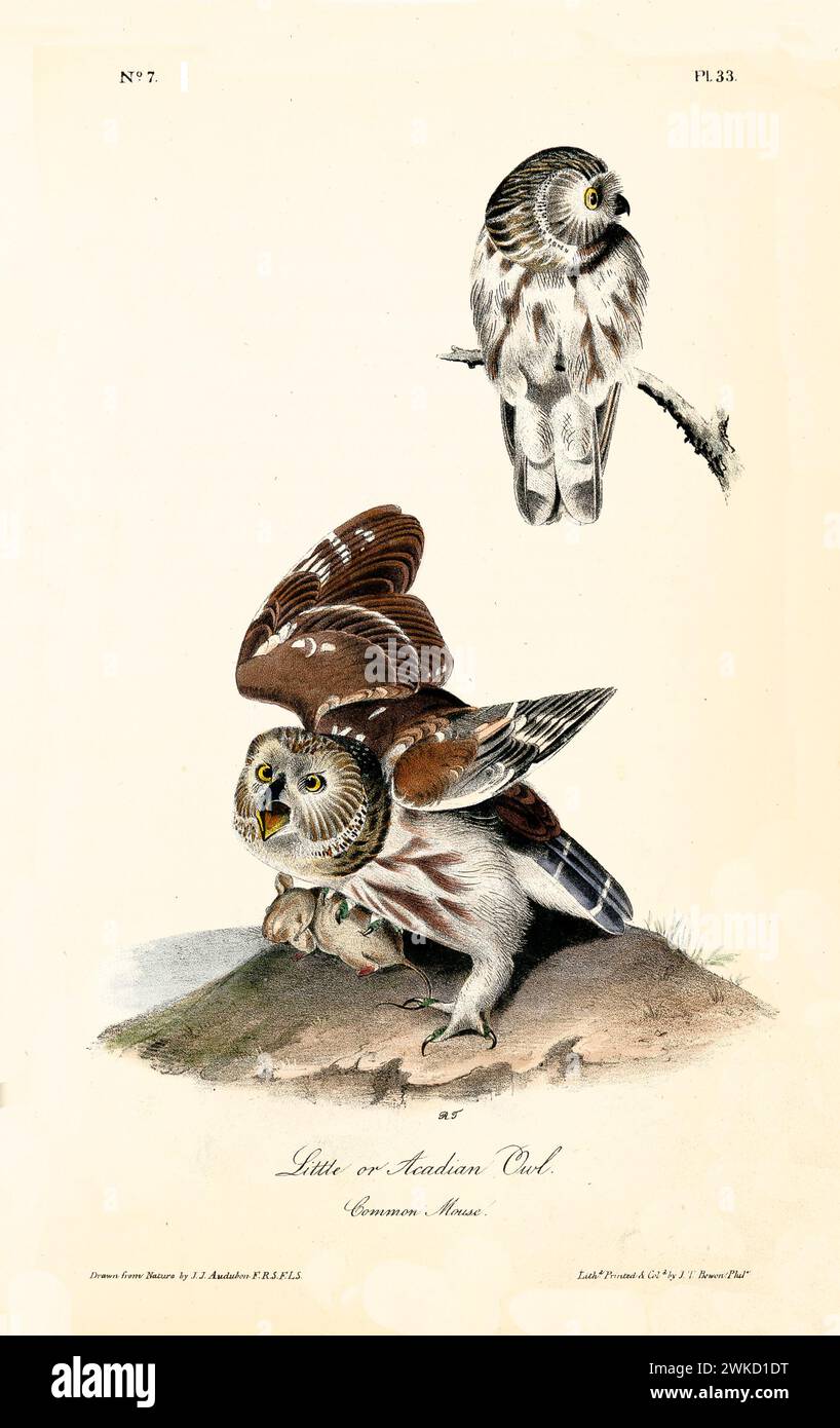 Illustration gravée ancienne d'un petit hibou acadien (Aegolius acadicus). Créé par J.J. Audubon : Birds of America, Philadelphie, 1840 Banque D'Images