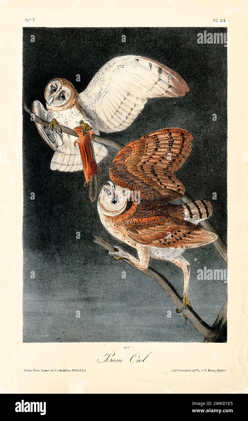Illustration ancienne gravée de la chouette de la grange (Tyto alba). Créé par J.J. Audubon : Birds of America, Philadelphie, 1840 Banque D'Images