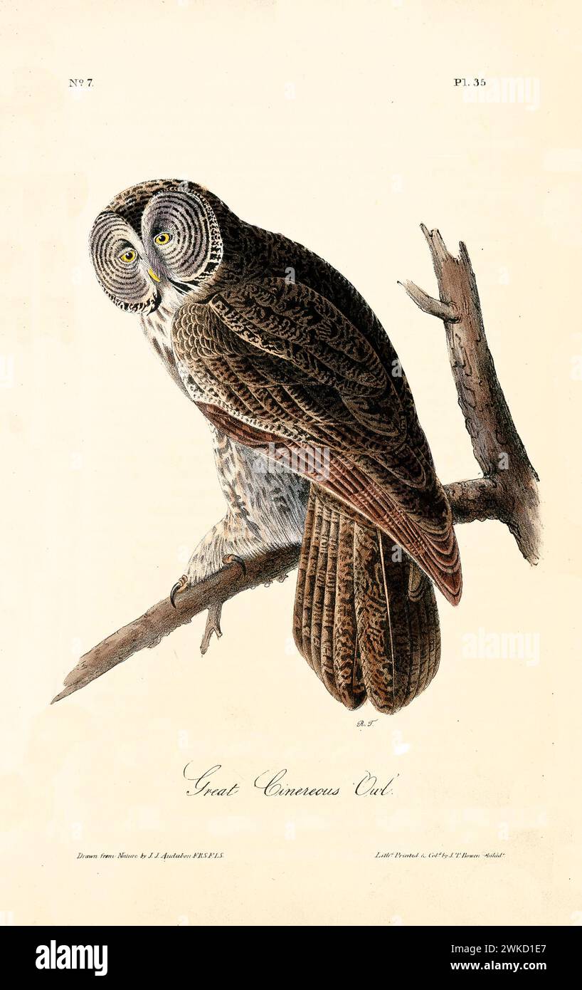Ancienne illustration gravée de la grande chouette commune (Stryx nebulosa). Créé par J.J. Audubon : Birds of America, Philadelphie, 1840 Banque D'Images