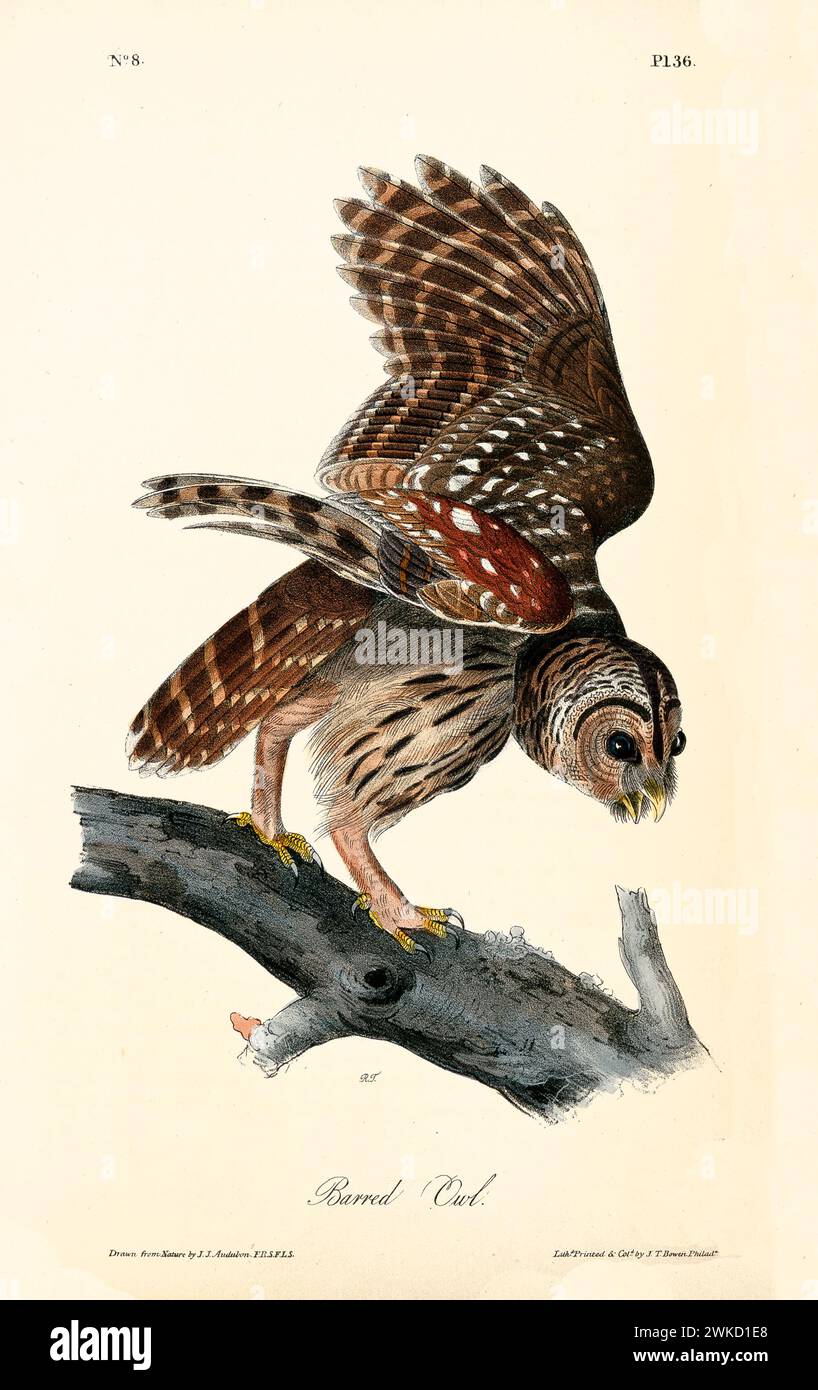 Ancienne illustration gravée d'un hibou barré (Stryx varia). Créé par J.J. Audubon : Birds of America, Philadelphie, 1840 Banque D'Images