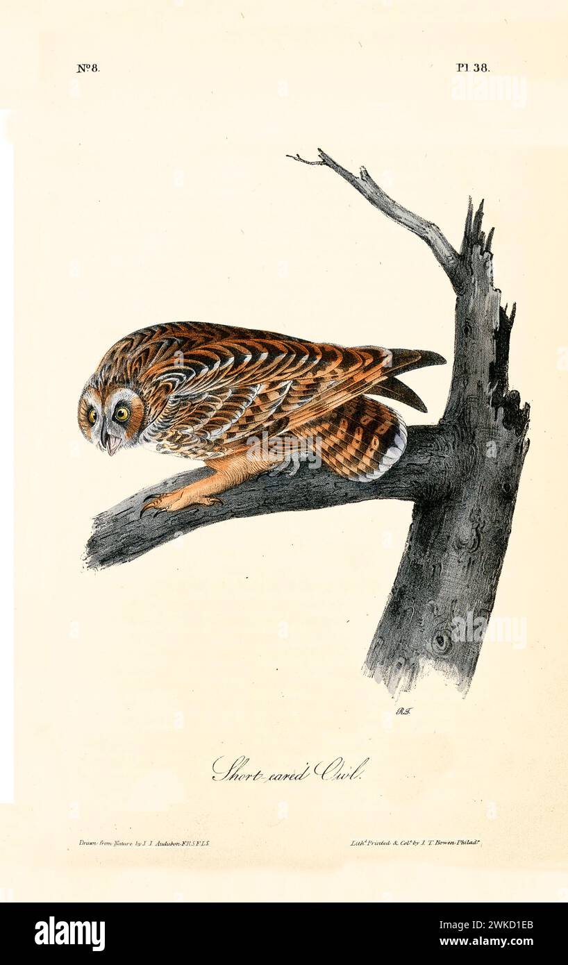Ancienne illustration gravée de hibou à oreilles courtes (Asio flammeus). Créé par J.J. Audubon : Birds of America, Philadelphie, 1840 Banque D'Images