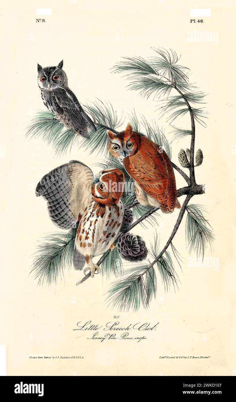 Ancienne illustration gravée d'un petit hibou cri (Megascop asio). Créé par J.J. Audubon : Birds of America, Philadelphie, 1840 Banque D'Images