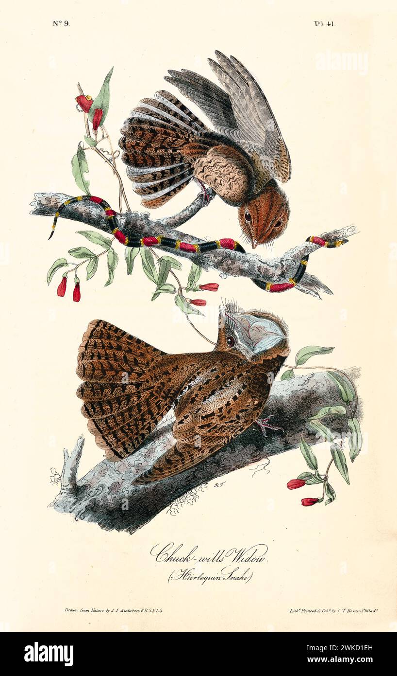Ancienne illustration gravée de la veuve de Chuck-Will (Antrostomus carolinensis). Créé par J.J. Audubon : Birds of America, Philadelphie, 1840 Banque D'Images