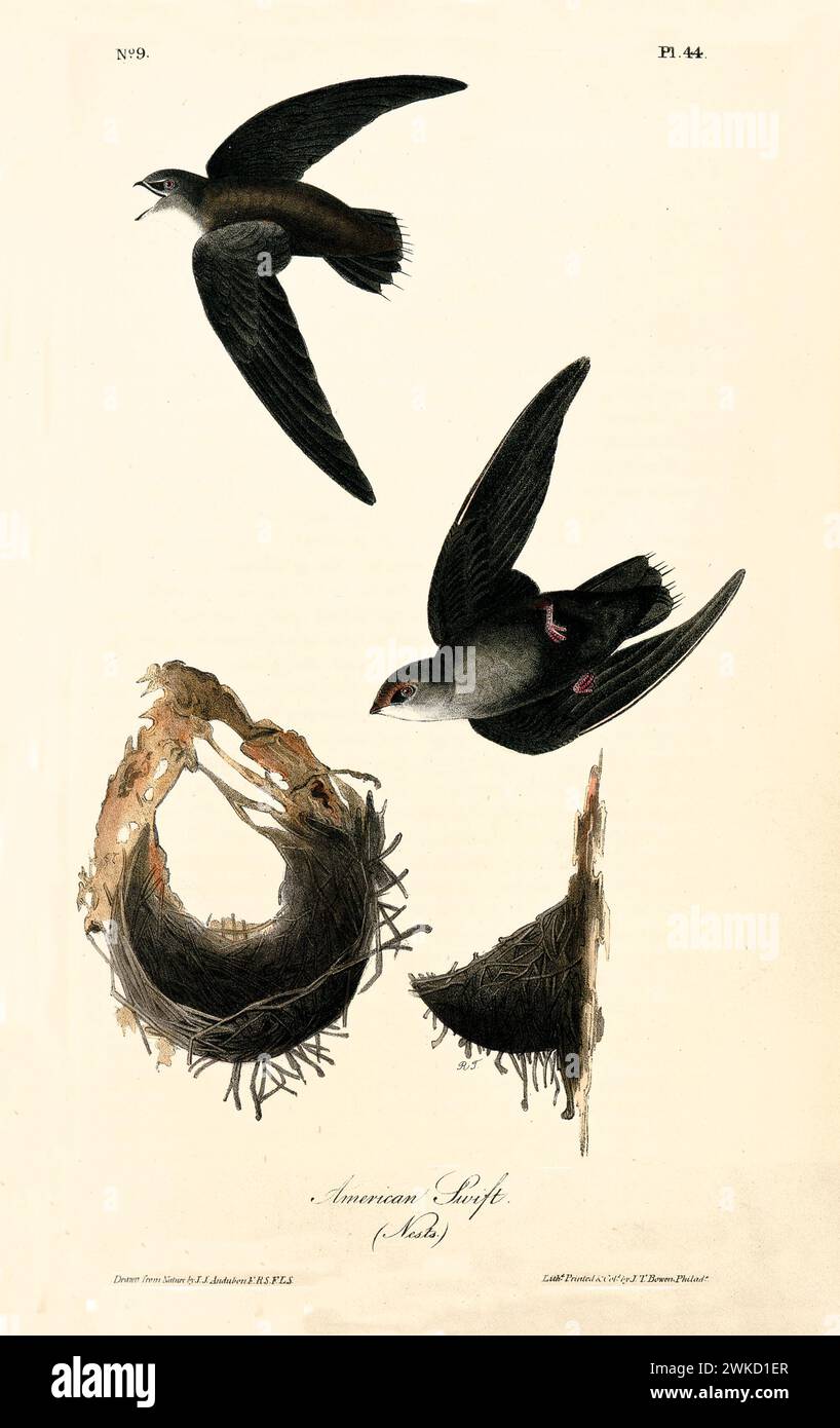 Ancienne illustration gravée de Swift américain (Cypseloides Niger). Créé par J.J. Audubon : Birds of America, Philadelphie, 1840 Banque D'Images