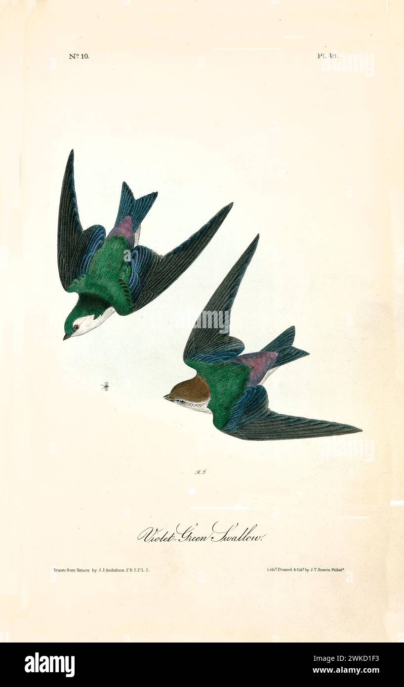 Illustration ancienne gravée d'une hirondelle violet-vert (Tachycineta thalassina). Créé par J.J. Audubon : Birds of America, Philadelphie, 1840 Banque D'Images
