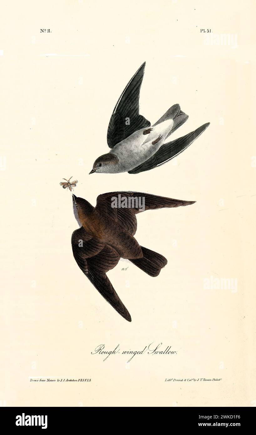 Hirondelle à ailettes grossières (Stelgidopteryx serripennis ou Stelgidopteryx ruficollis). Créé par J.J. Audubon : Birds of America, Philadelphie, 1840 Banque D'Images