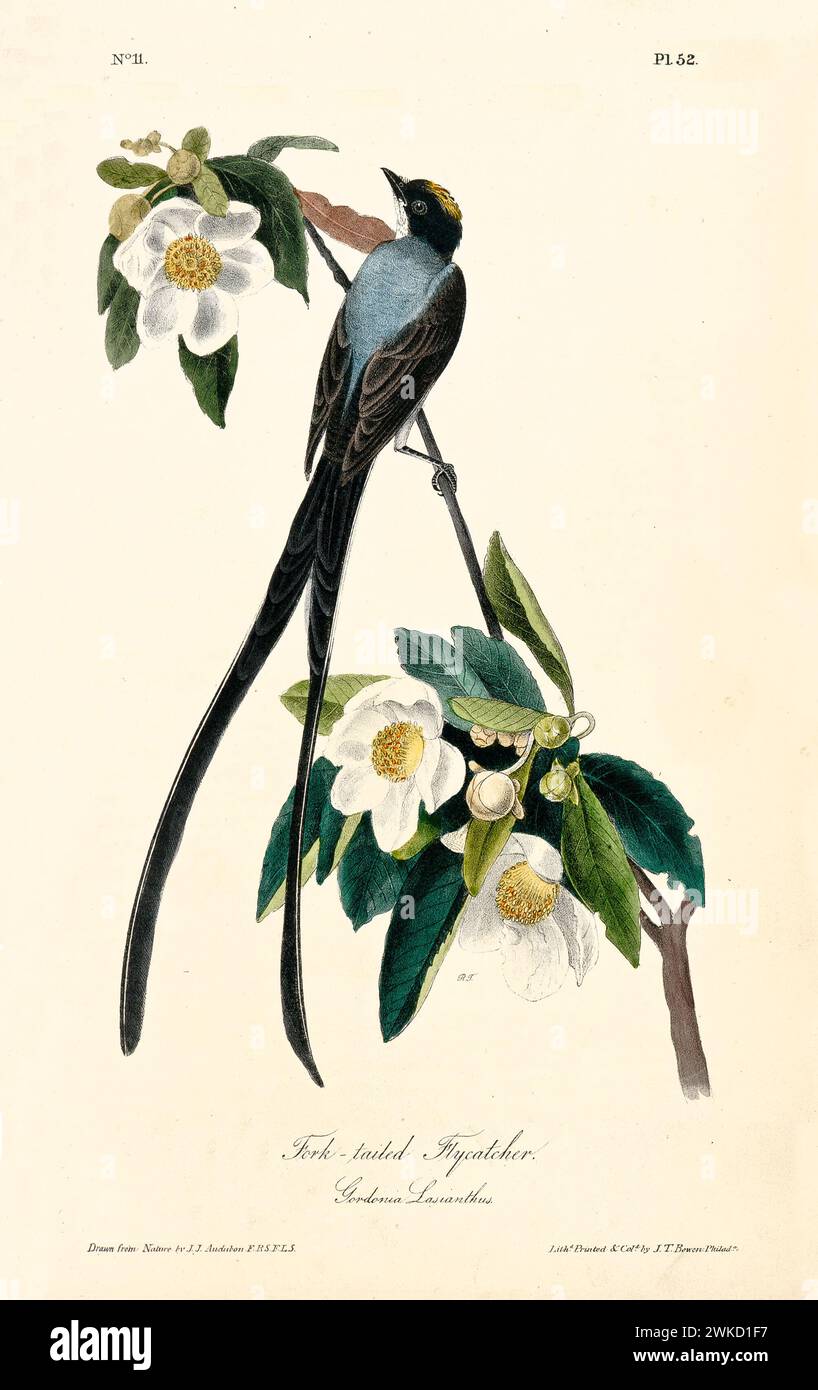 Ancienne illustration gravée d'un mouche à queue fourchue (Tyrannus savana). Créé par J.J. Audubon : Birds of America, Philadelphie, 1840 Banque D'Images