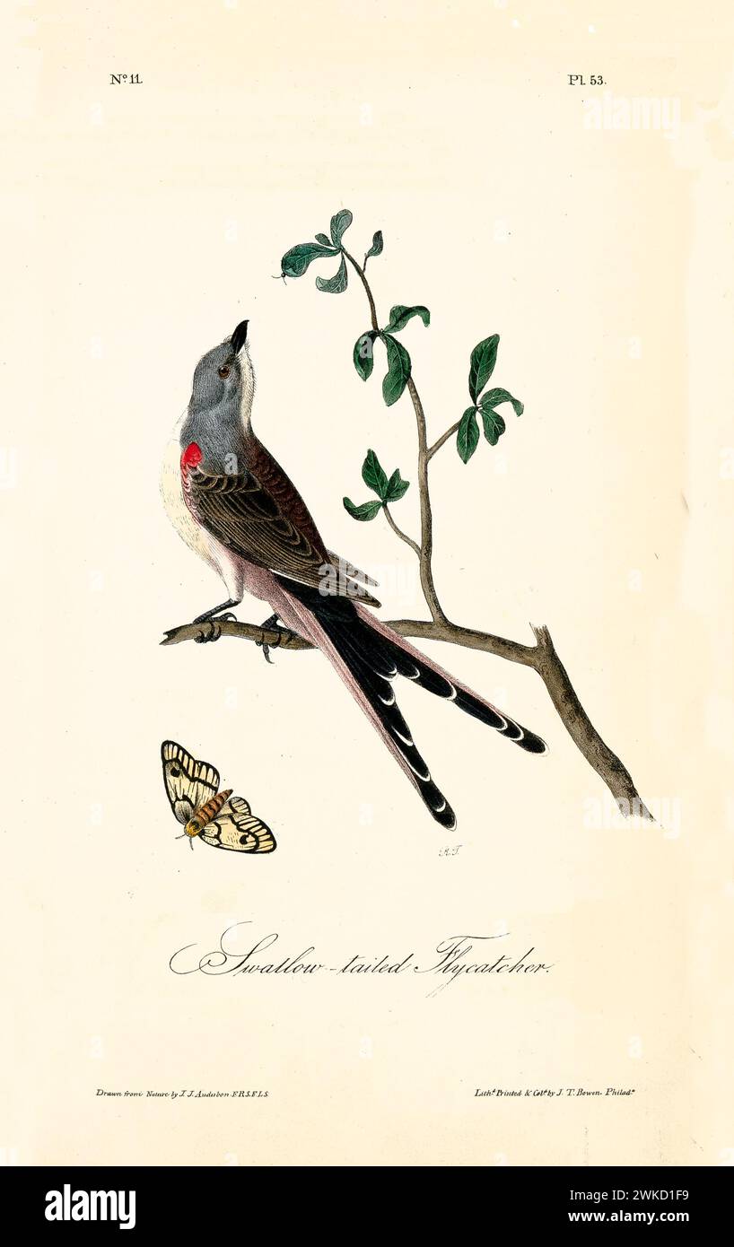 Attrape-mouches à queue d'hirondelle (Tyrannus forficatus également connu sous le nom de catcheur à queue de ciseaux). Créé par J.J. Audubon : Birds of America, Philadelphie, 1840 Banque D'Images