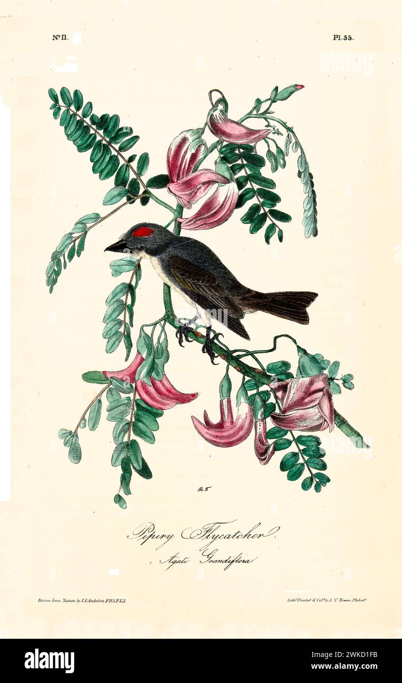 Tyran Flicatcher ou King Bird (?). Probablement l'oiseau royal de l'est (Tyrannus tyrannus). Créé par J.J. Audubon : Birds of America, Philadelphie, 1840 Banque D'Images