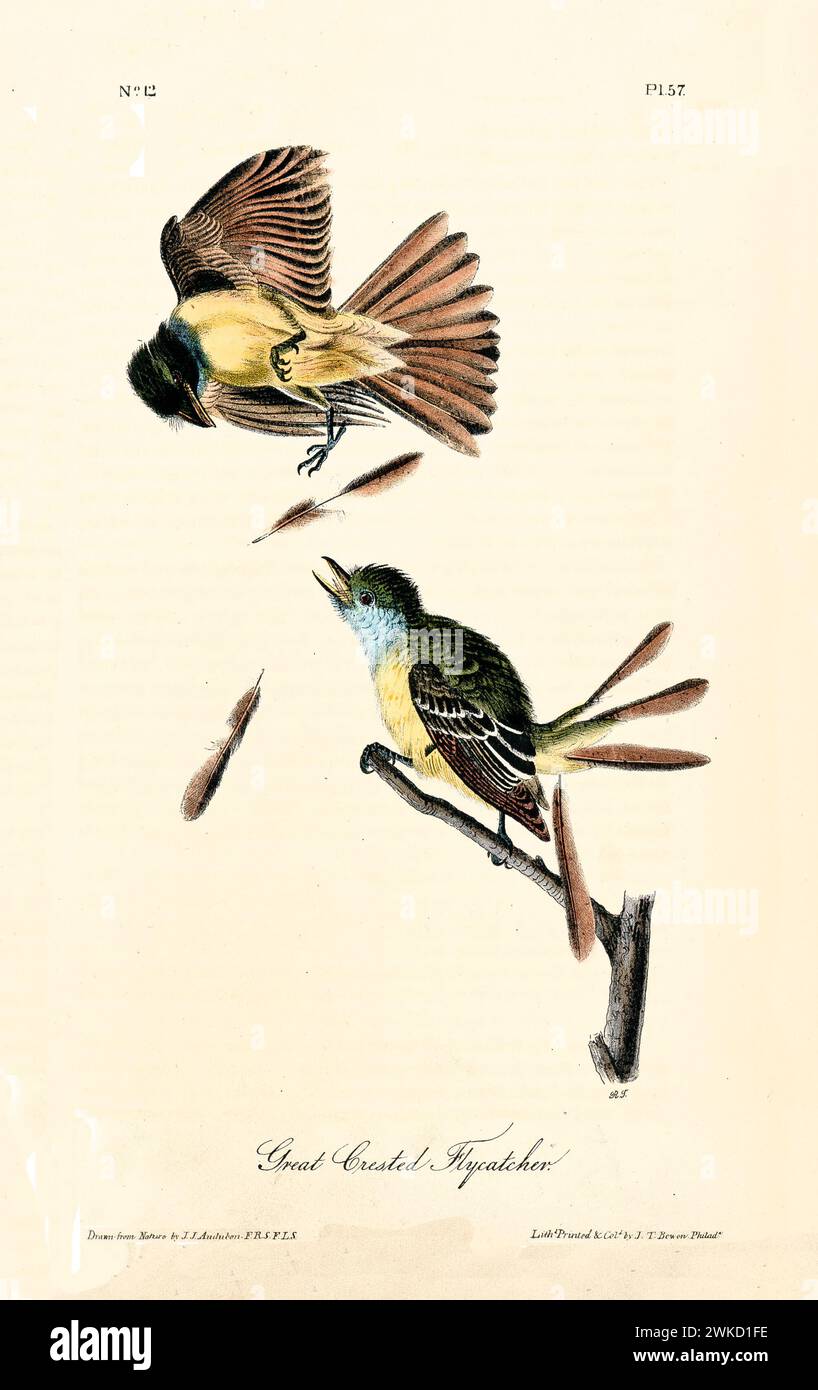 Ancienne illustration gravée du grand mouche à crête (Myiarchus crinitus). Créé par J.J. Audubon : Birds of America, Philadelphie, 1840 Banque D'Images