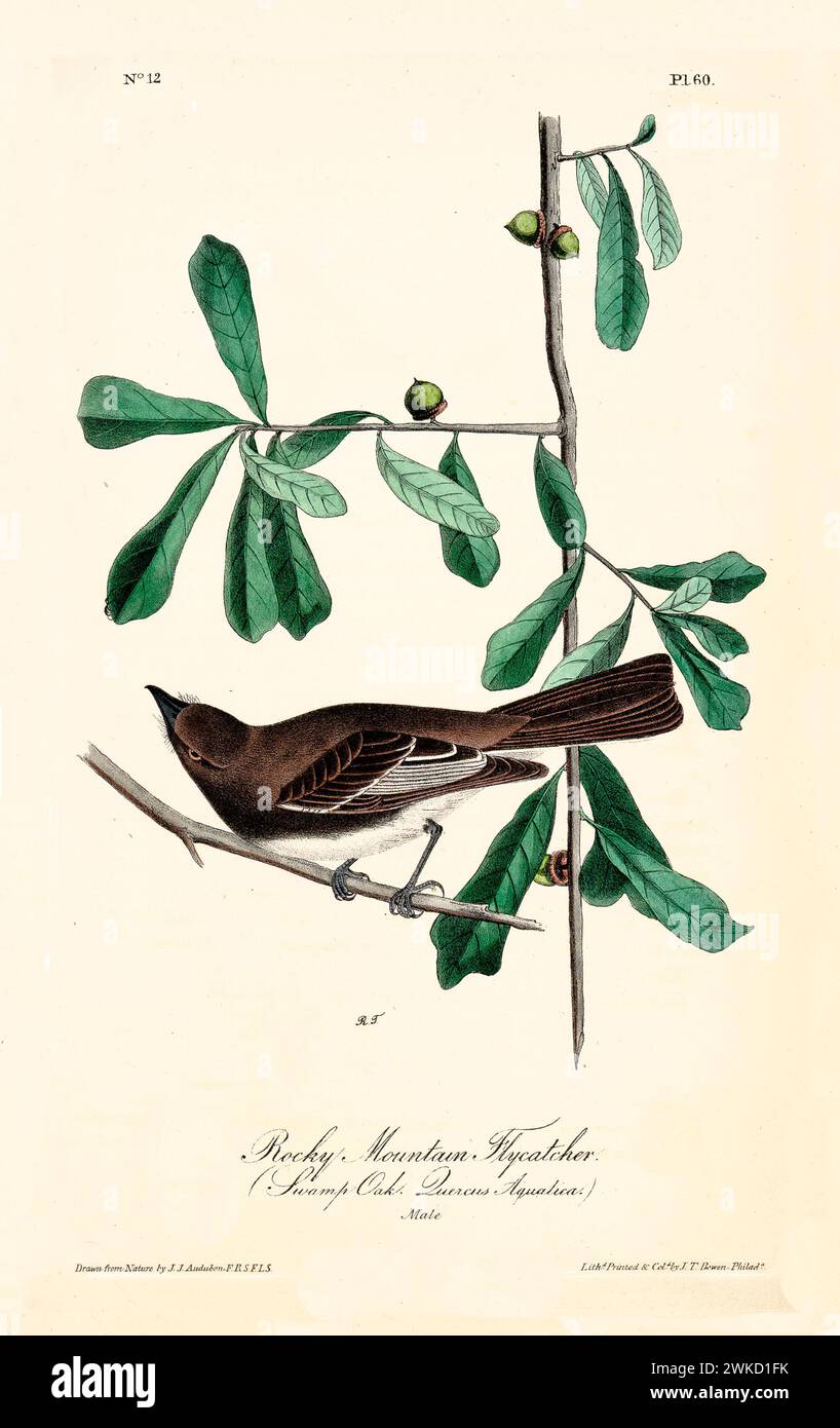 Illustration ancienne gravée de Rocky Mountain flycatcher (?). Créé par J.J. Audubon : Birds of America, Philadelphie, 1840 Banque D'Images