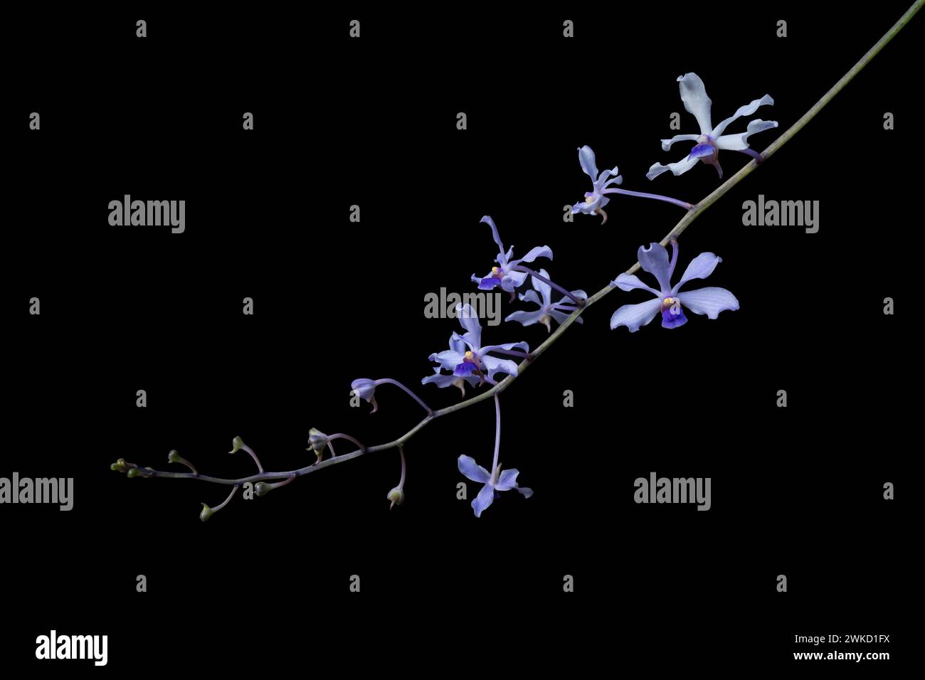 Vue rapprochée des fleurs bleu violet vif de l'espèce d'orchidée tropicale épiphyte sauvage vanda coerulescens isolées sur fond noir Banque D'Images