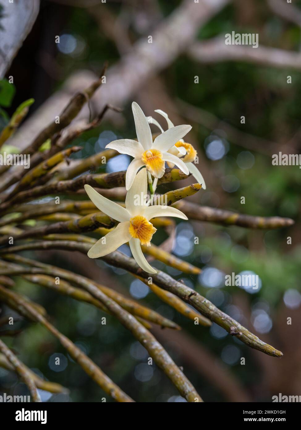 Vue rapprochée des fleurs jaune crème et orange de l'espèce d'orchidée épiphyte dendrobium heterocarpum fleurissant à l'extérieur dans un jardin tropical Banque D'Images