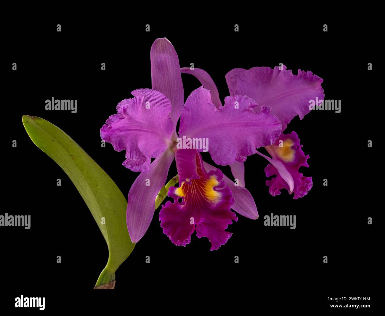 Vue rapprochée de spectaculaires fleurs d'orchidée hybride cattleya rose violet vif et jaune doré isolées sur fond noir Banque D'Images