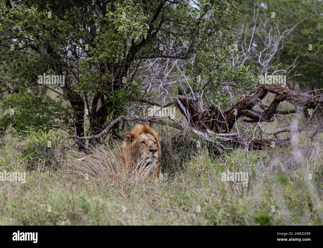 Grand beau lion africain dans l'habitat naturel, la nature sauvage, repose dans des buissons d'herbe verte. Safari dans la savane sud-africaine. Papier peint animaux Wil Banque D'Images