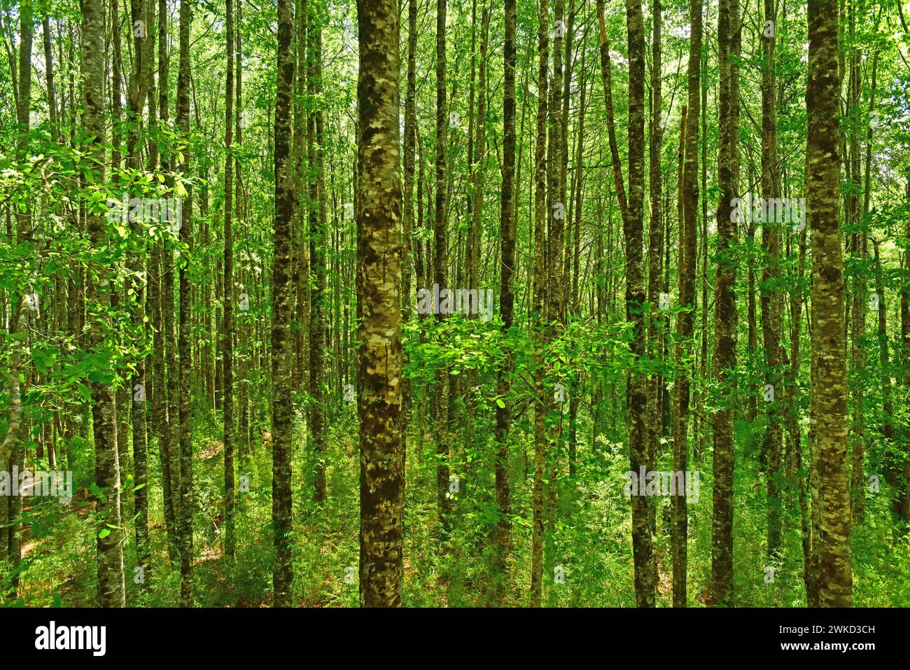 Le Rauli ou hêtre du sud (Nothofagus alpina ou Nothofagus procera) est un arbre à feuilles caduques originaire du centre et du sud du Chili et dans certains endroits de l'AR Banque D'Images