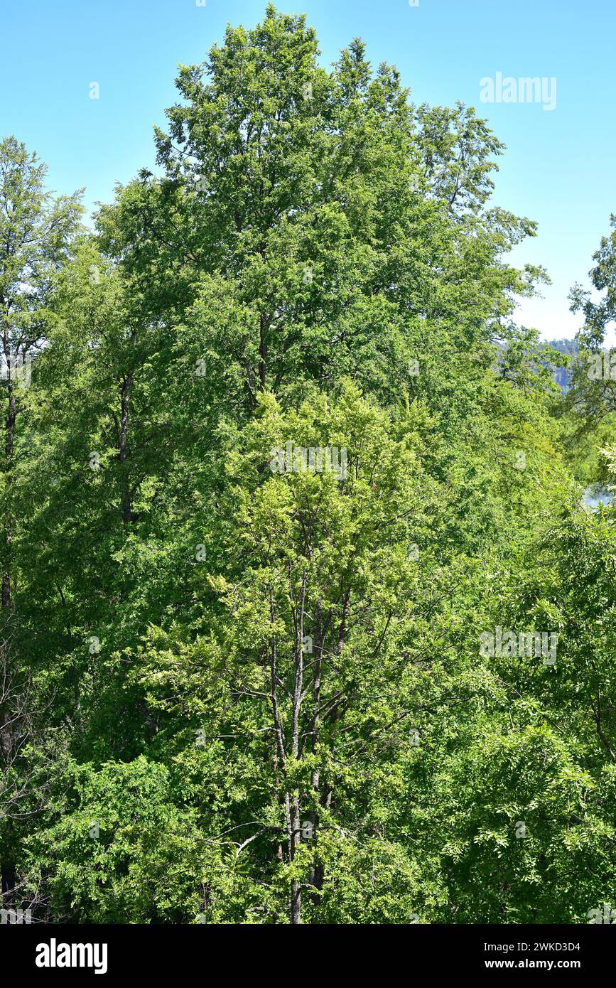 Le Rauli ou hêtre du sud (Nothofagus alpina ou Nothofagus procera) est un arbre à feuilles caduques originaire du centre et du sud du Chili et dans certains endroits de l'AR Banque D'Images