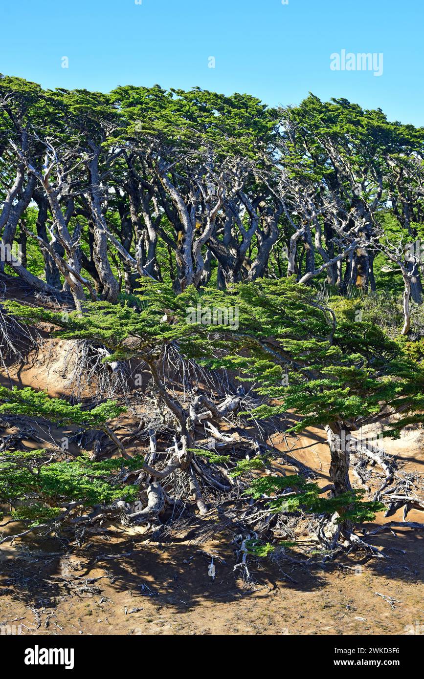 Le Ñirre ou hêtre antarctique (Nothofagus antarctica) est un arbre à feuilles caduques originaire du sud du Chili et de l'Argentine. Cette photo a été prise à Magallanes Nation Banque D'Images