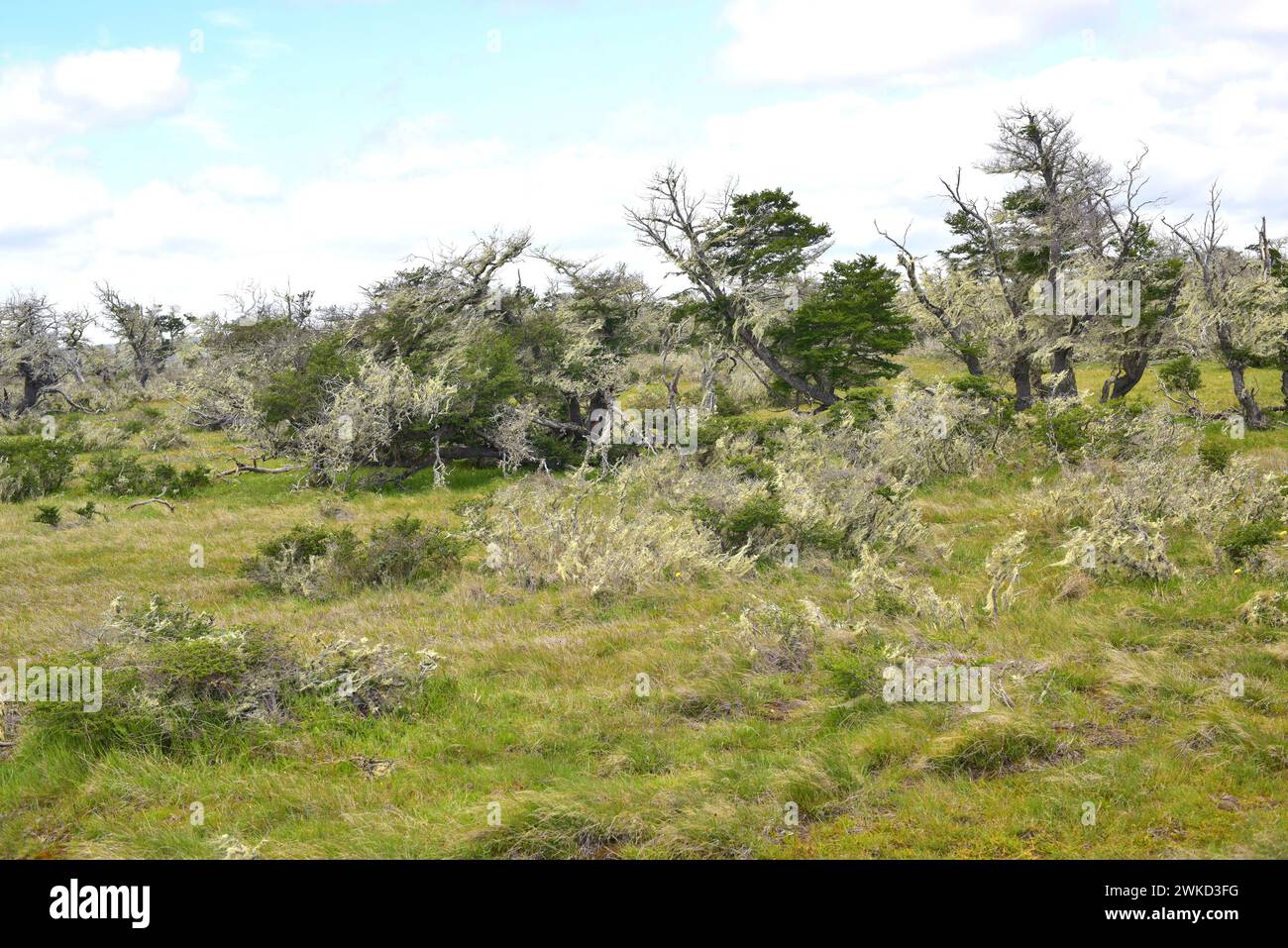 Le Ñirre ou hêtre antarctique (Nothofagus antarctica) est un arbre à feuilles caduques originaire du sud du Chili et de l'Argentine. Cette photo a été prise en Patagonie, Ultima Banque D'Images